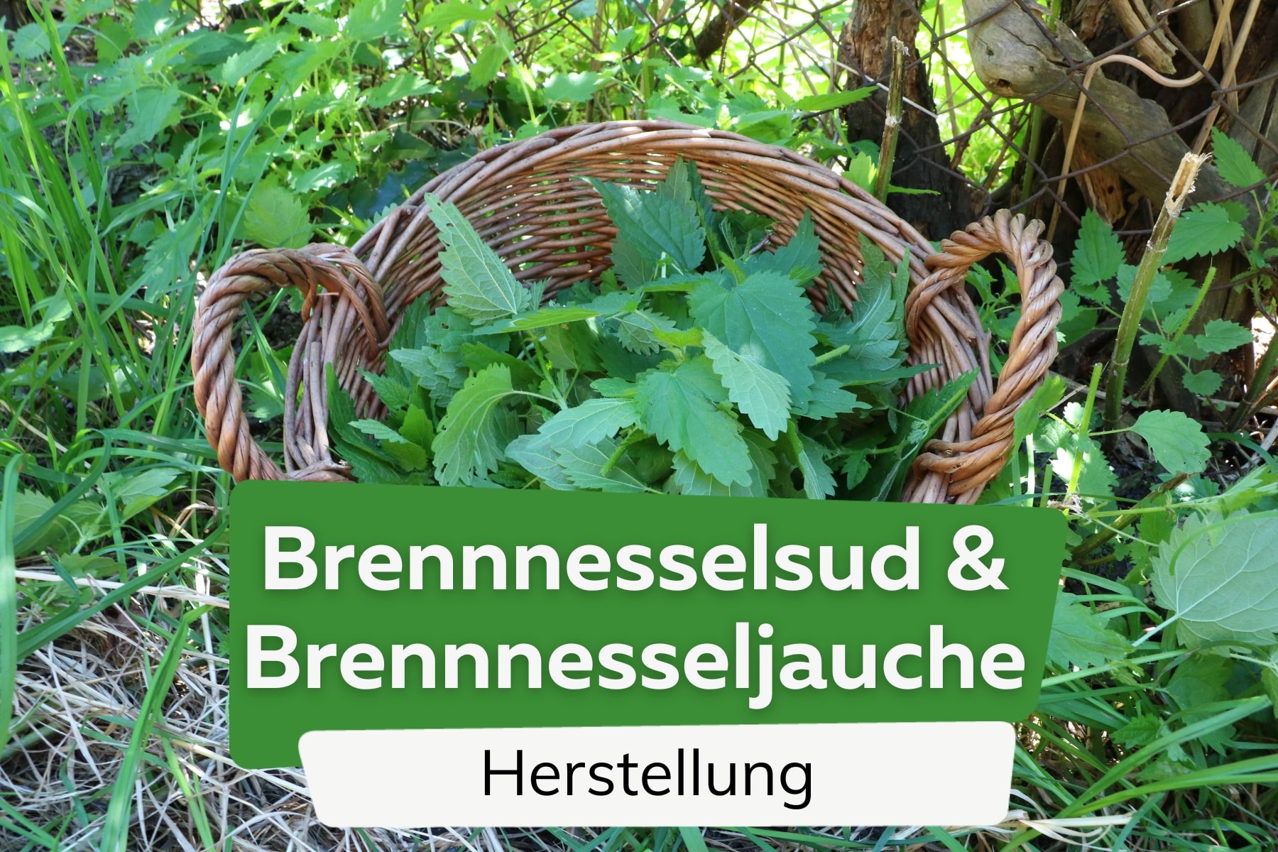 Brennnesselsud - Brennnesseljauche herstellen