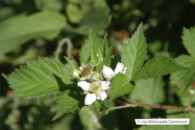 Brombeere 'Loch Ness'