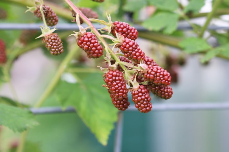 Brombeeren am Spalier