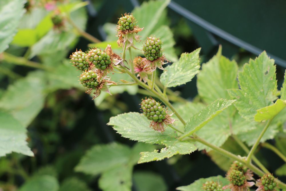 Brombeeren anbauen