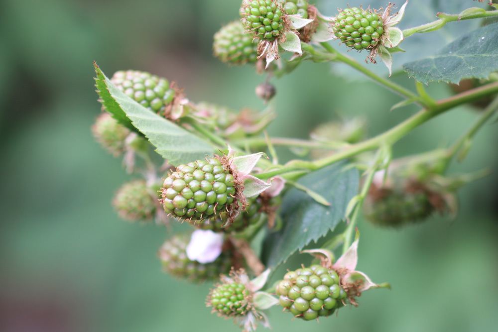 unreife Brombeeren