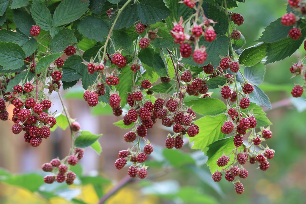 Brombeeren pflegen