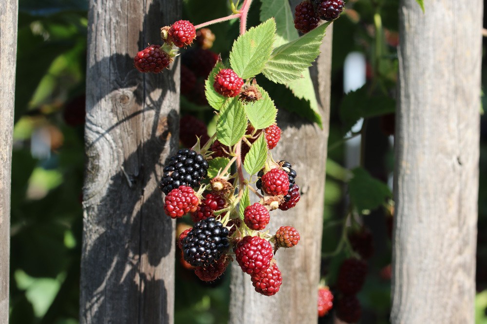 Brombeeren