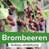 Brombeeren anbauen