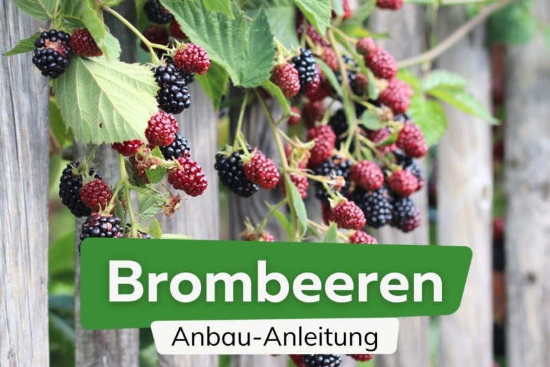 Brombeeren anbauen