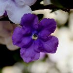 Brunfelsie, Brunfelsia uniflora