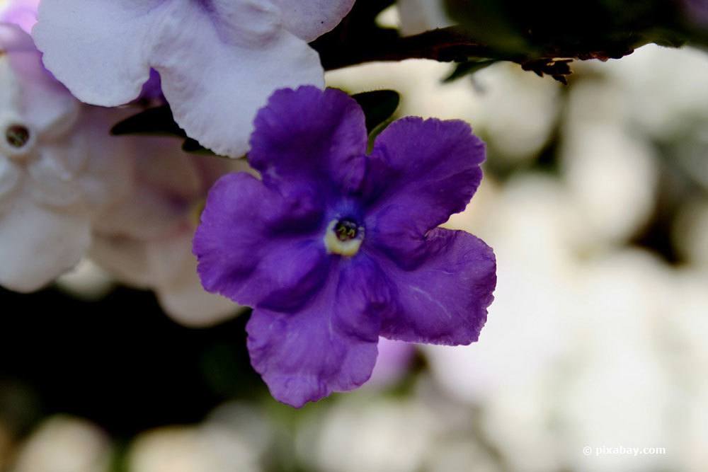 Brunfelsie, Brunfelsia uniflora