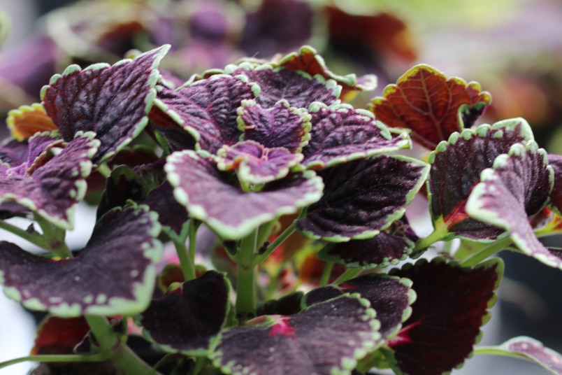 Buntnessel (Solenostemon scutellarioides)