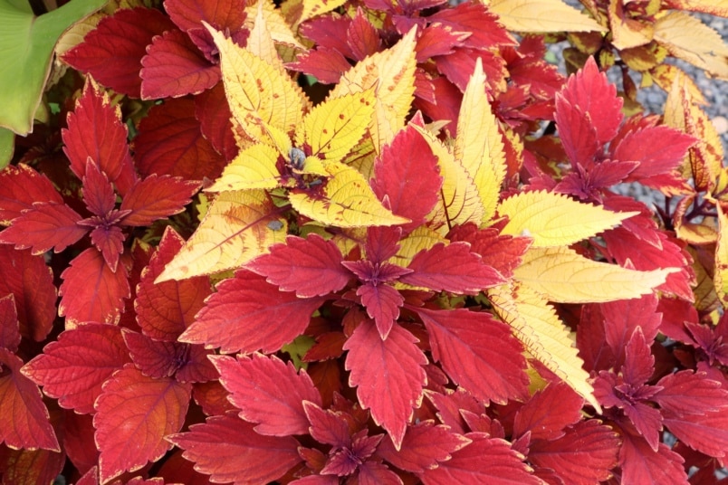 Buntnessel (Solenostemon scutellarioides)