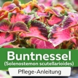 Buntnessel (Solenostemon scutellarioides)