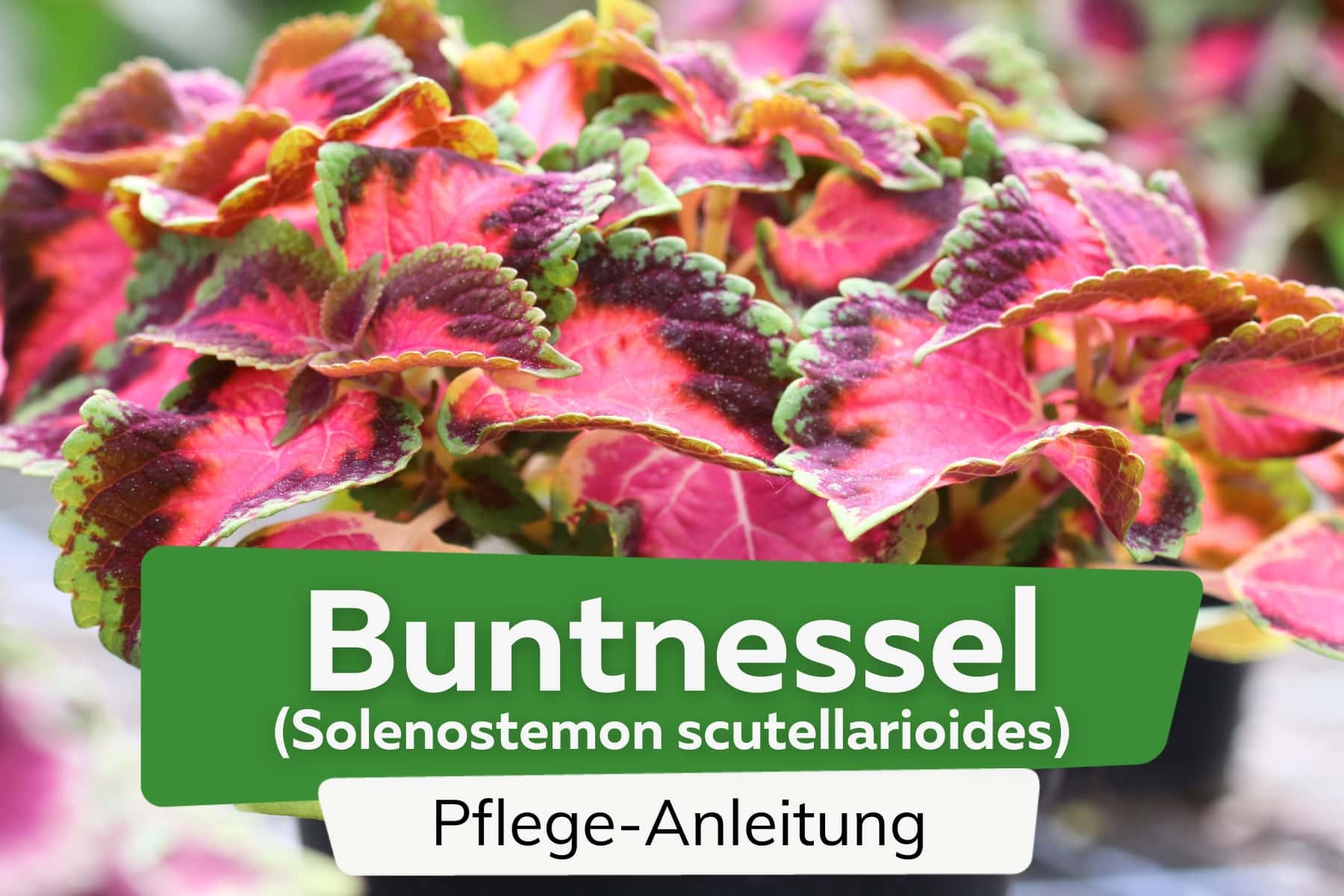 Buntnessel (Solenostemon scutellarioides)