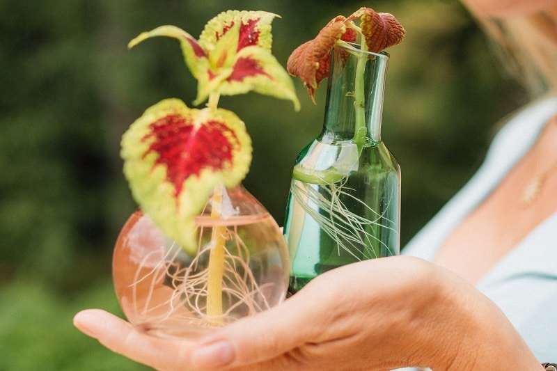 Buntnessel über Stecklinge im Wasserglas vermehren