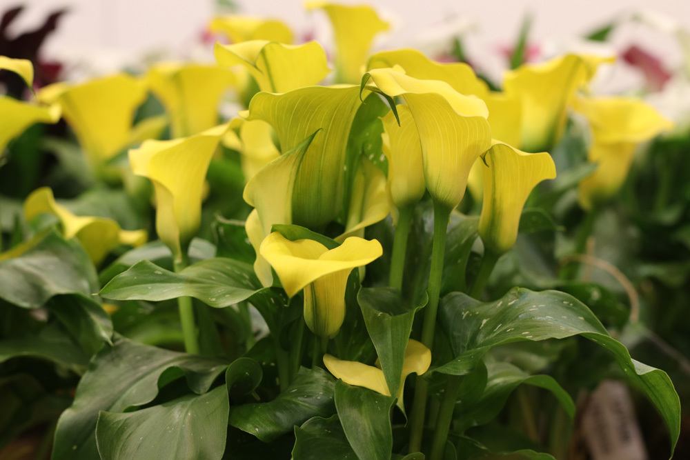 Calla, Zantedeschia