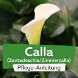 Calla (Zantedeschia/Zimmercalla)