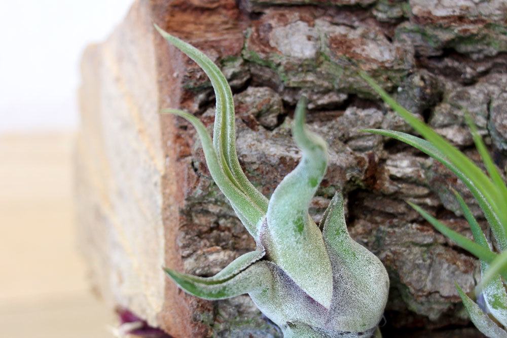 Tillandsia caput-medusae ist eine bizarre Pflanze