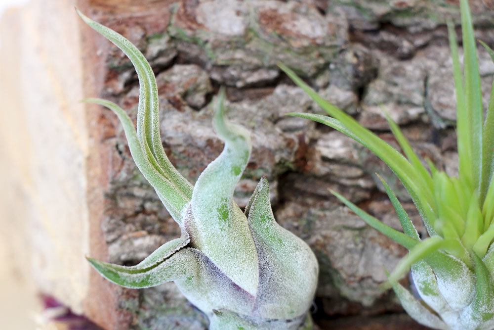 Tillandsia caput-medusae auch Medusenhaupt genannt