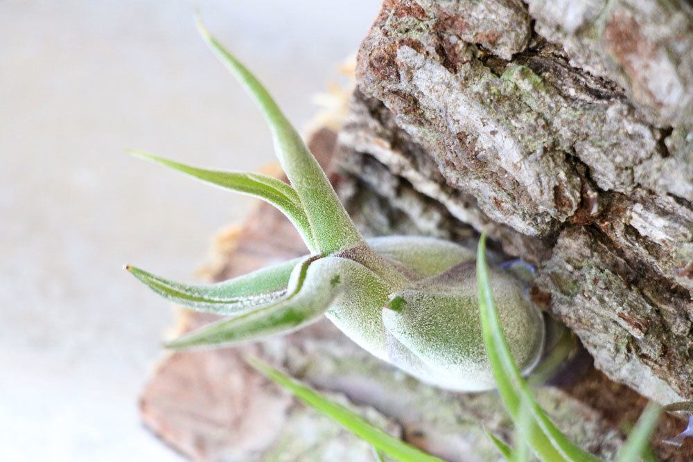 Tillandsia caput-medusae ist eine immergrüne Pflanze