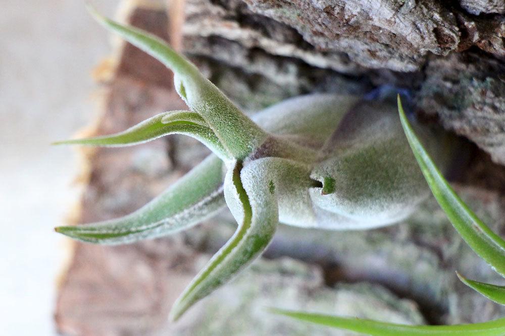 Tillandsia caput-medusae an einer Baumrinde