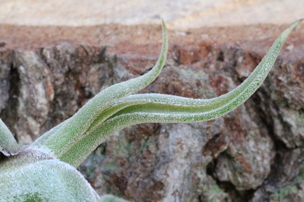 Tillandsia caput-medusae mit schlangenförmigen Blättern