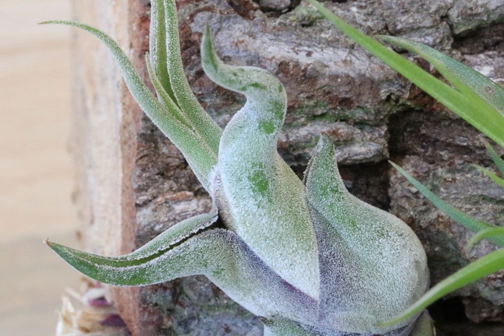 Tillandsia caput-medusae versprüht ein exotisches Flair