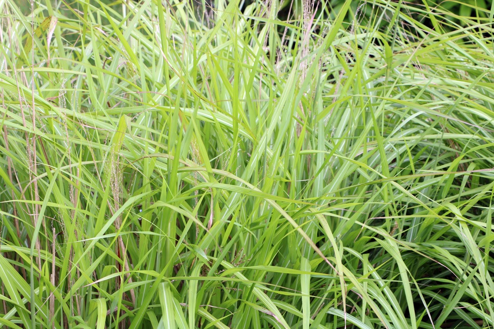 Chinaschilf - Zebragras - Miscanthus sinensis