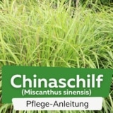 Chinaschilf (Miscanthus sinensis)