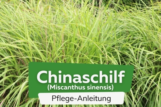 Chinaschilf (Miscanthus sinensis)