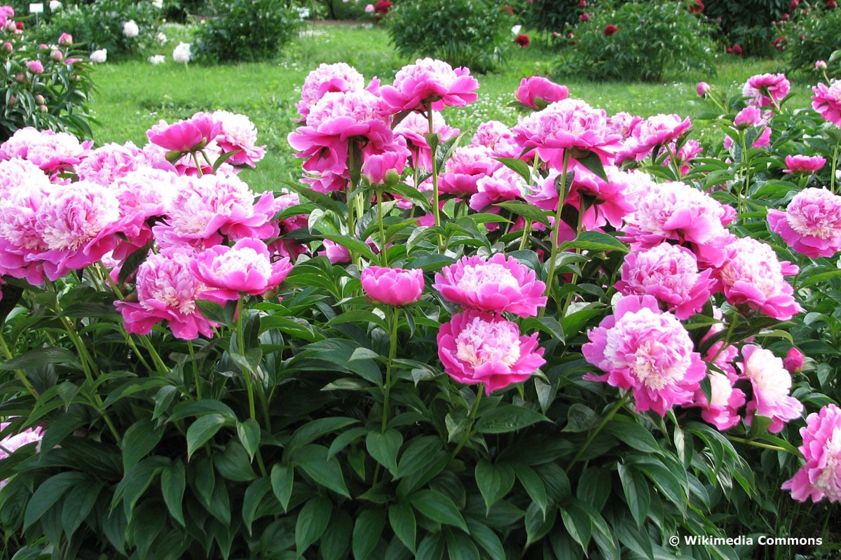 Chinesische Pfingstrose (Paeonia lactiflora) 'Cora Stubbs'