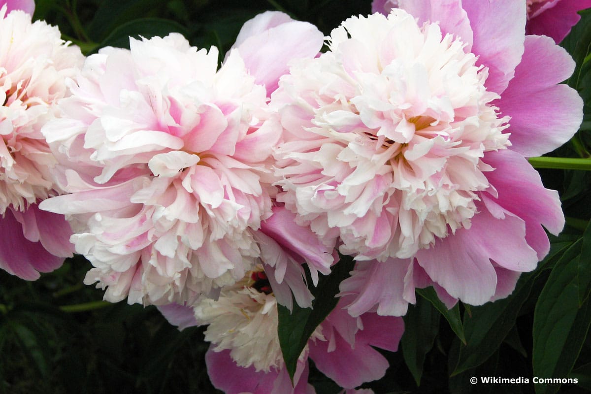 Chinesische Pfingstrose (Paeonia lactiflora) 'Cora Stubbs'