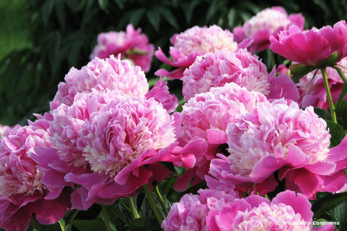 Chinesische Pfingstrose (Paeonia lactiflora) 'Cora Stubbs'