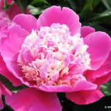 Chinesische Pfingstrose (Paeonia lactiflora) 'Cora Stubbs'