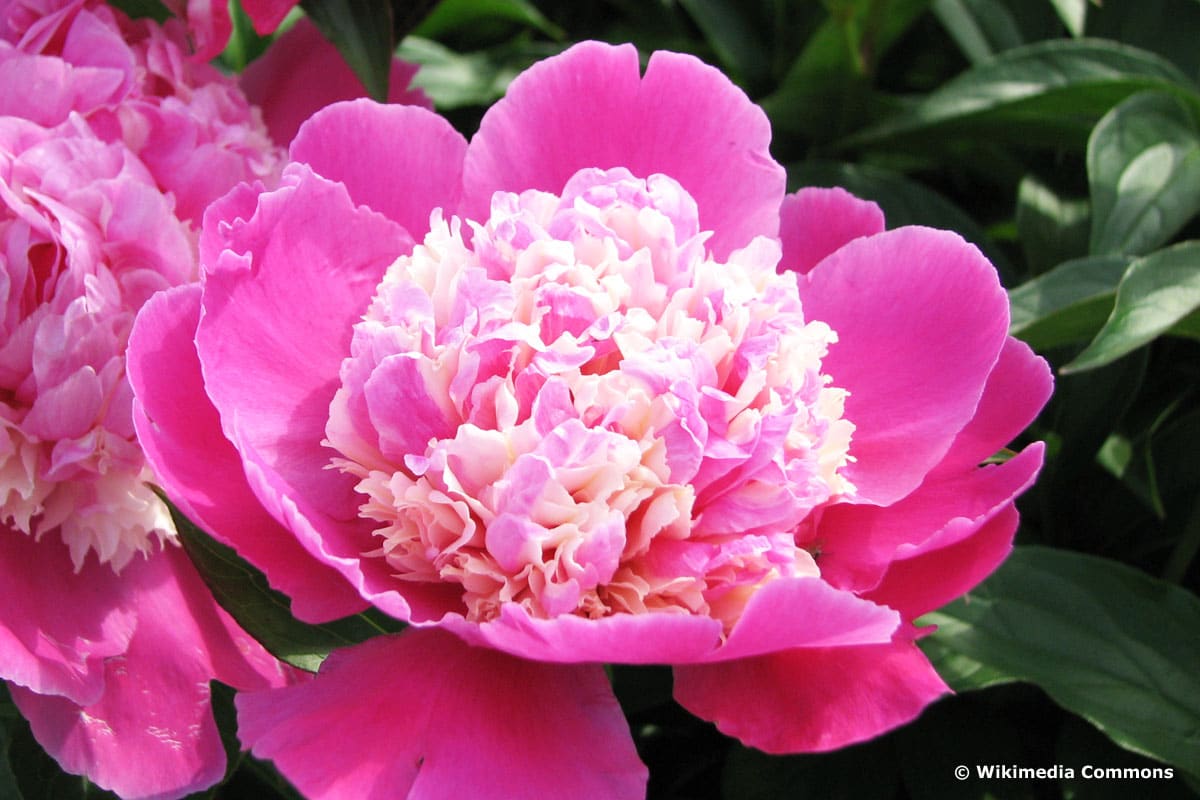 Chinesische Pfingstrose (Paeonia lactiflora) 'Cora Stubbs'