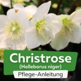 Christrose (Helleborus niger)