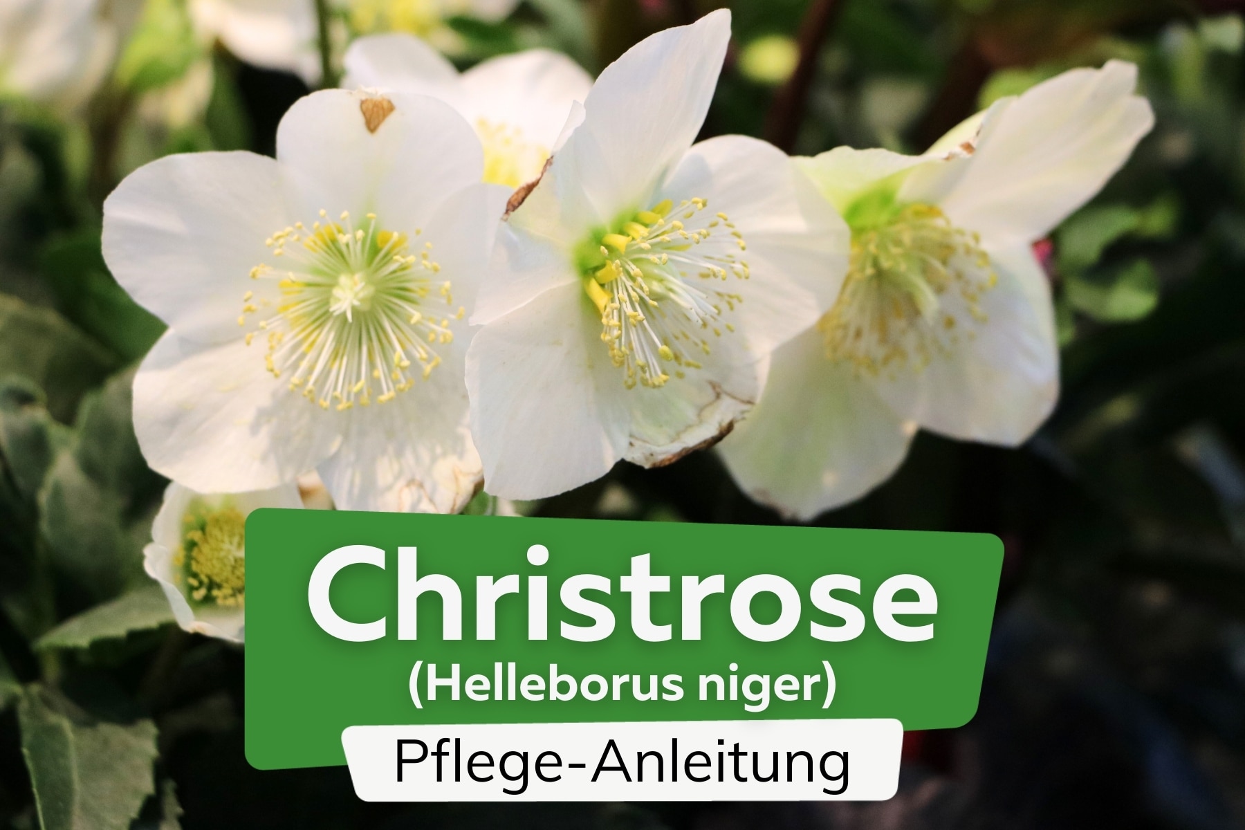 Christrose (Helleborus niger)