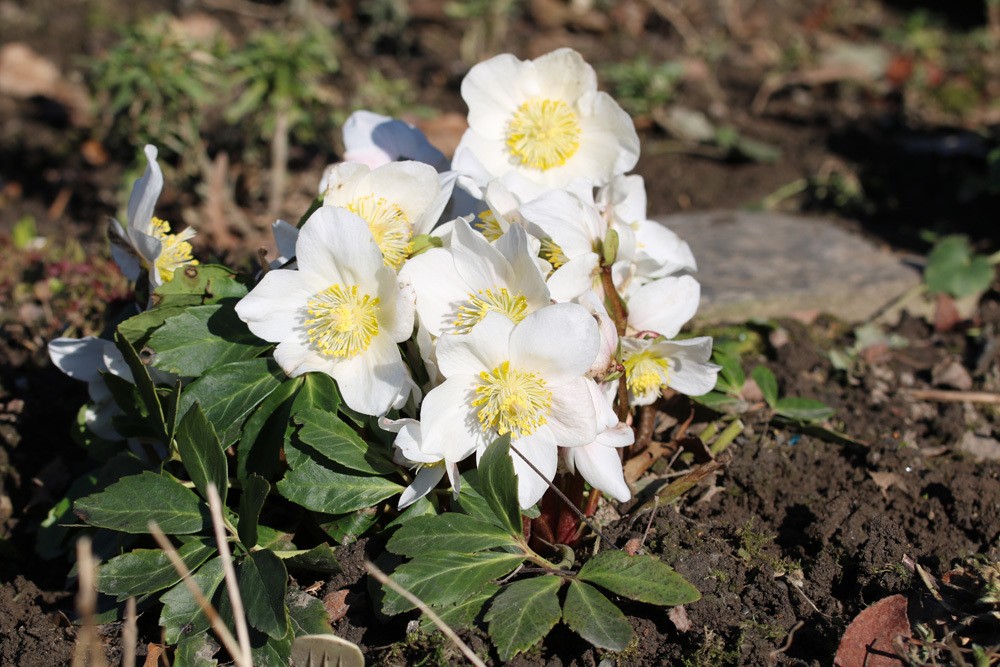 Christrose, Schneerose, Helleborus niger