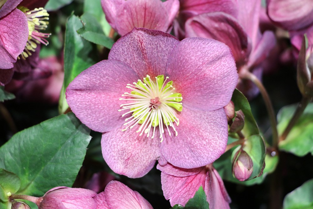 Christrose - Schneerose - Helleborus niger