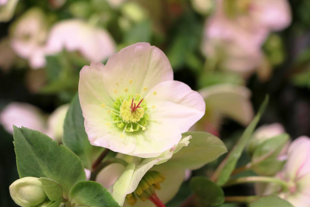 Christrose - Schneerose - Helleborus niger