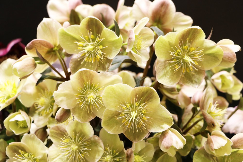 Christrose - Schneerose - Helleborus niger