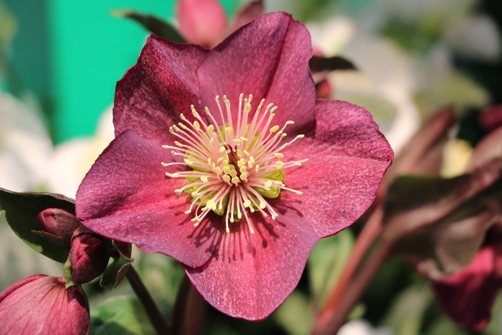 Christrose - Schneerose - Helleborus niger