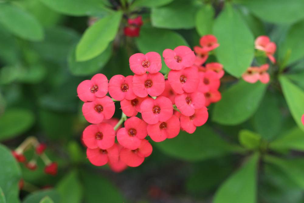 Christusdorn, Euphorbia milii