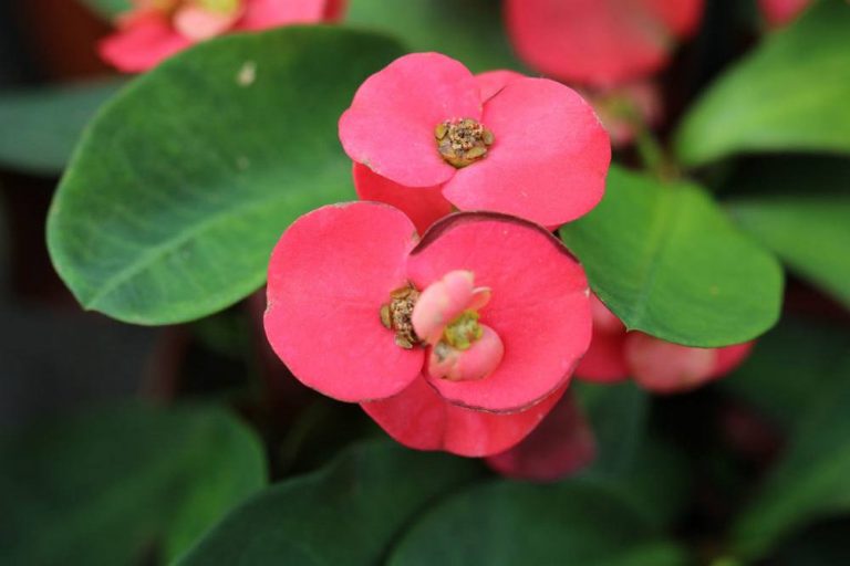 Christusdorn, Euphorbia milii