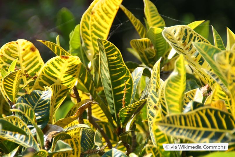 Croton (Codiaeum variegatum 'Yellow Thai')