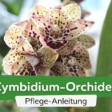 Cymbidium-Orchidee