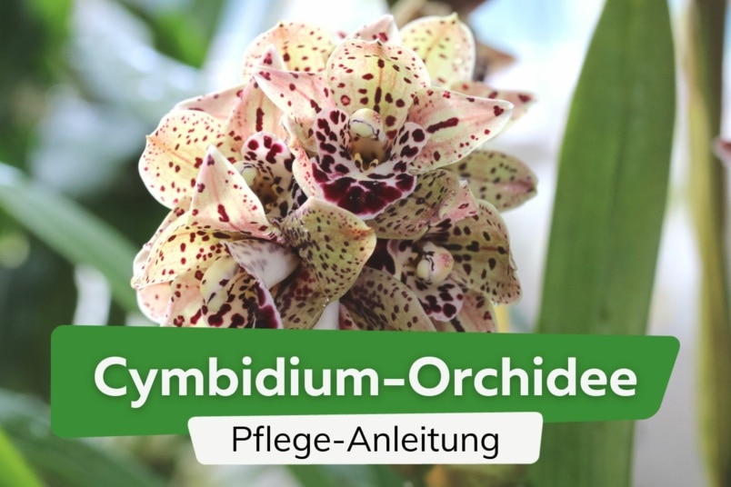 Cymbidium-Orchidee