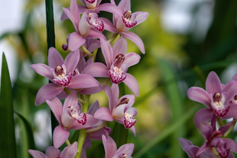 Blüte der Cymbidium-Orchidee