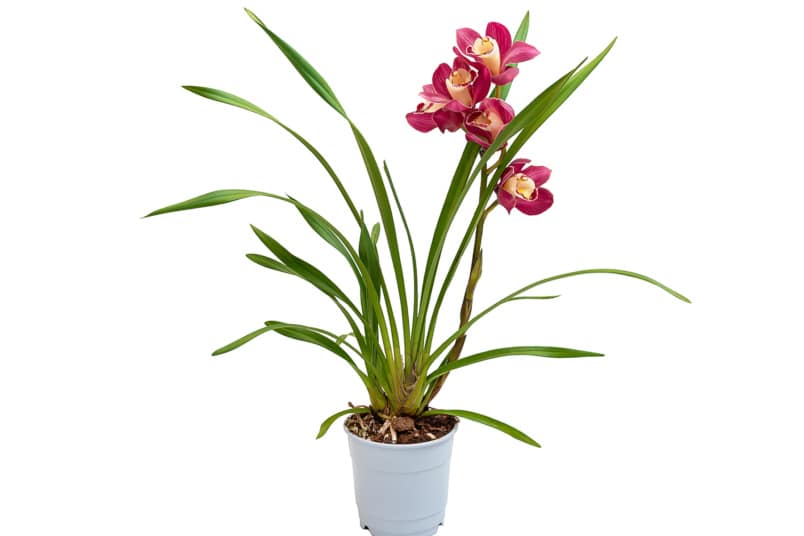 Cymbidium-Orchidee