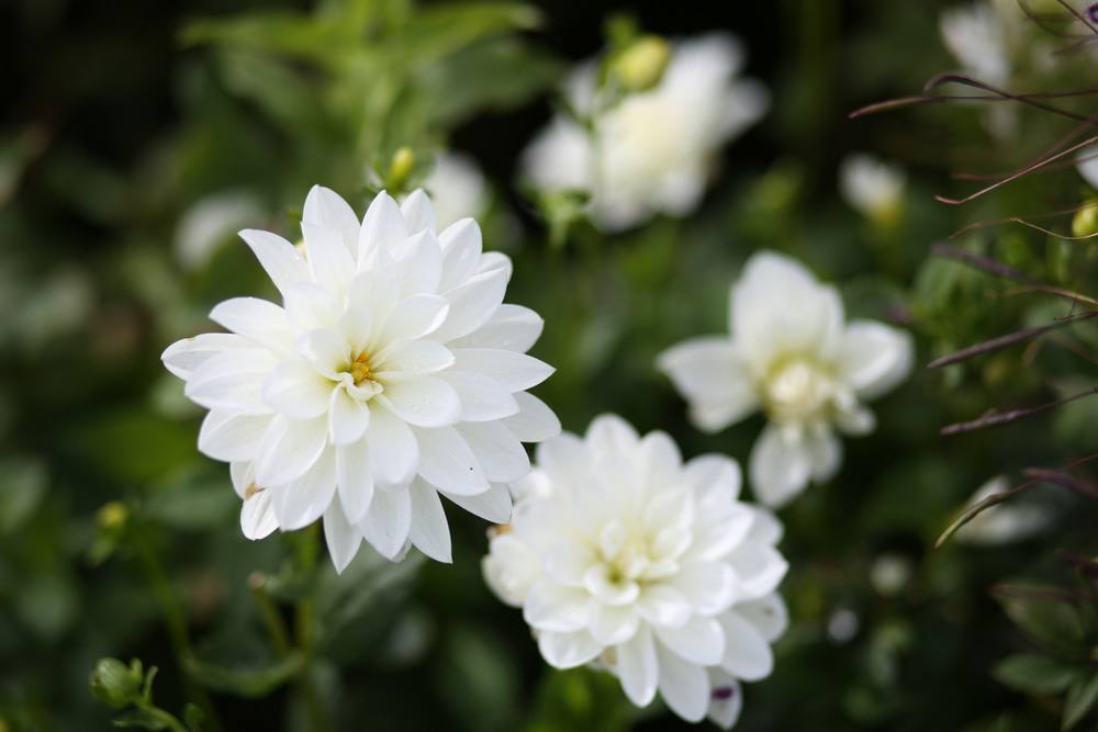 Dahlie - Dahlia hortensis