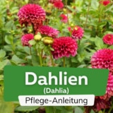 Dahlien (Dahlia)