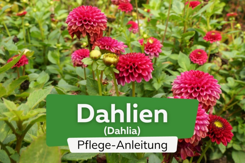 Dahlien (Dahlia)