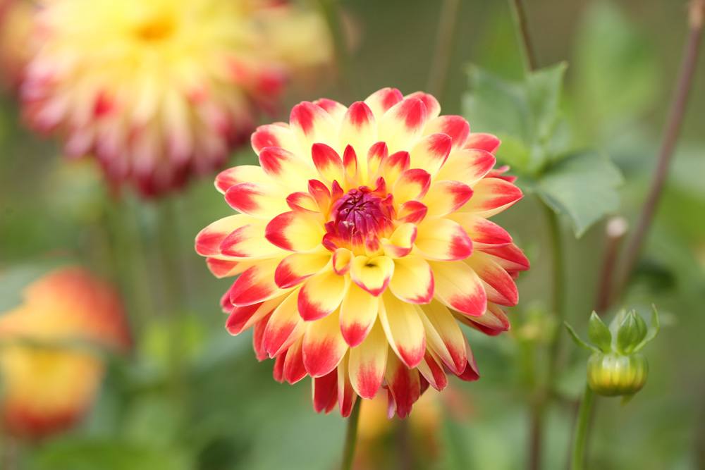 Dahlie - Dahlia hortensis